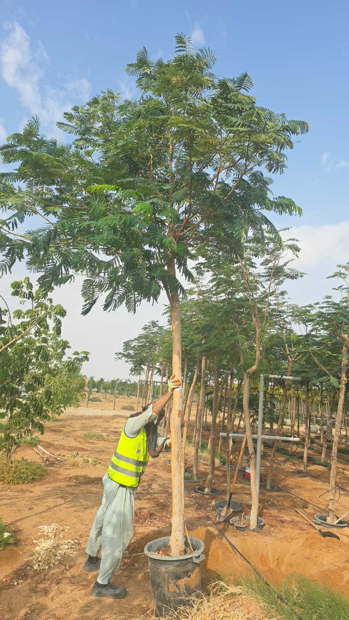Specimen Mature Landmark Trees