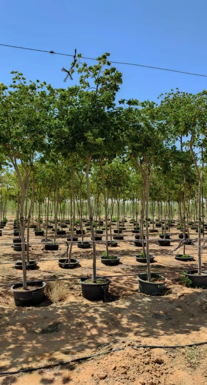 Acclimatized Specimen Shade Trees