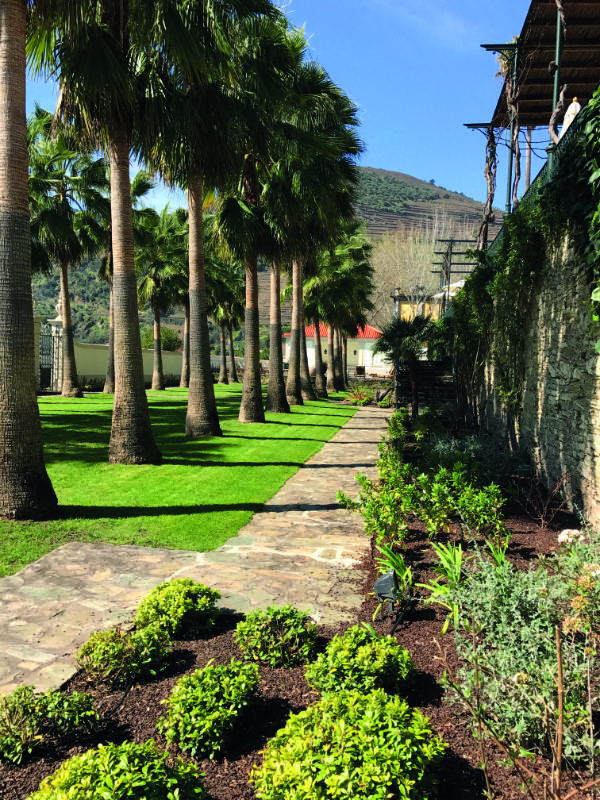 Native & Drought-Tolerant Palms & Flora